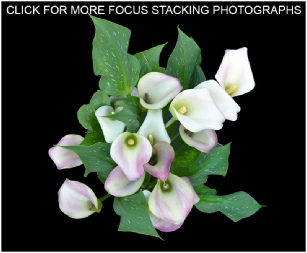 CLICK FOR MORE FOCUS STACKING