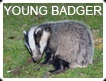 YOUNG BADGER