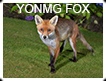 YOUNG FOX