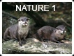NATURE 1